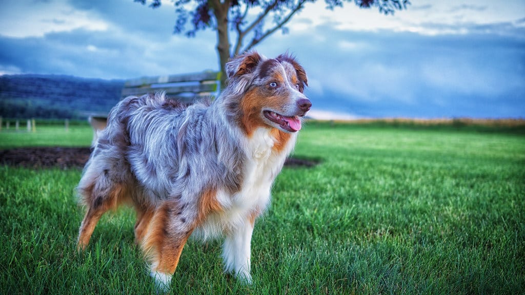 Australische herder vacht