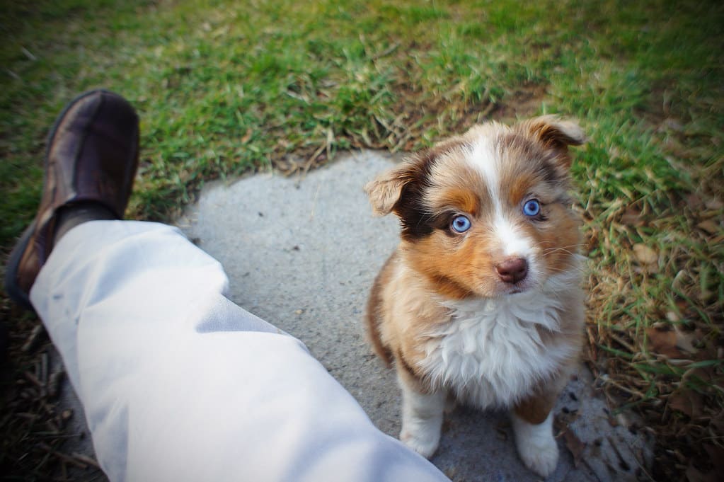 Australische herder puppy