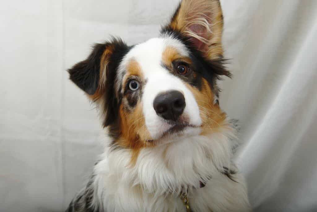 Australian Shepherd Portret