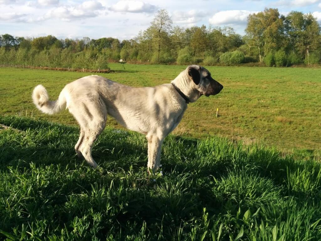 Karabash Pup 