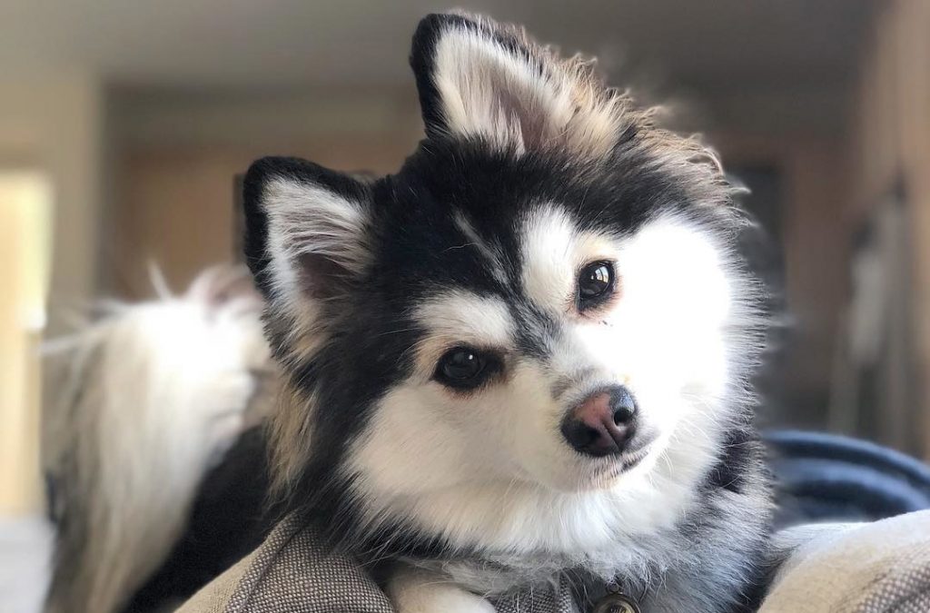 Pomsky Dog Breed Pomeranian Husky Mix