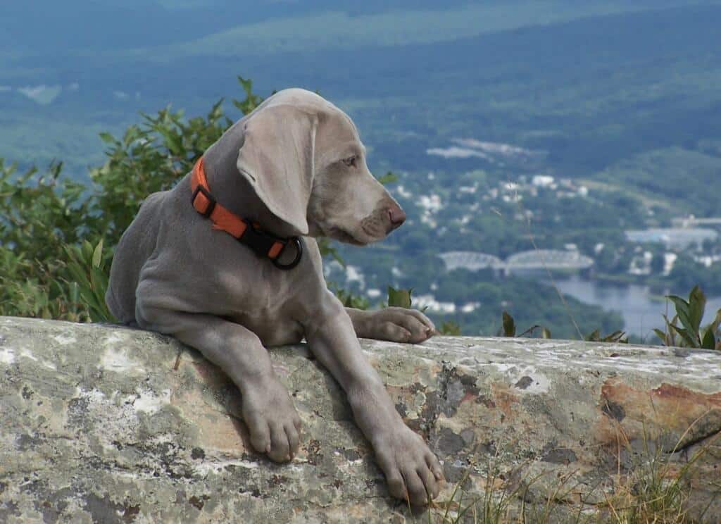 Weimaraner Puppy Cooper