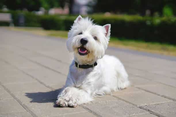 West Highland White Terrier