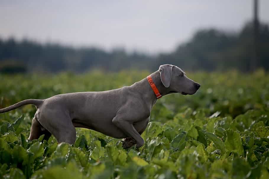 Adult Mouse Gray Weimaraner On Plant Field