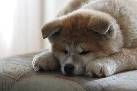 Akita Akita Inu Puppy Japanese Akita Thumbnail