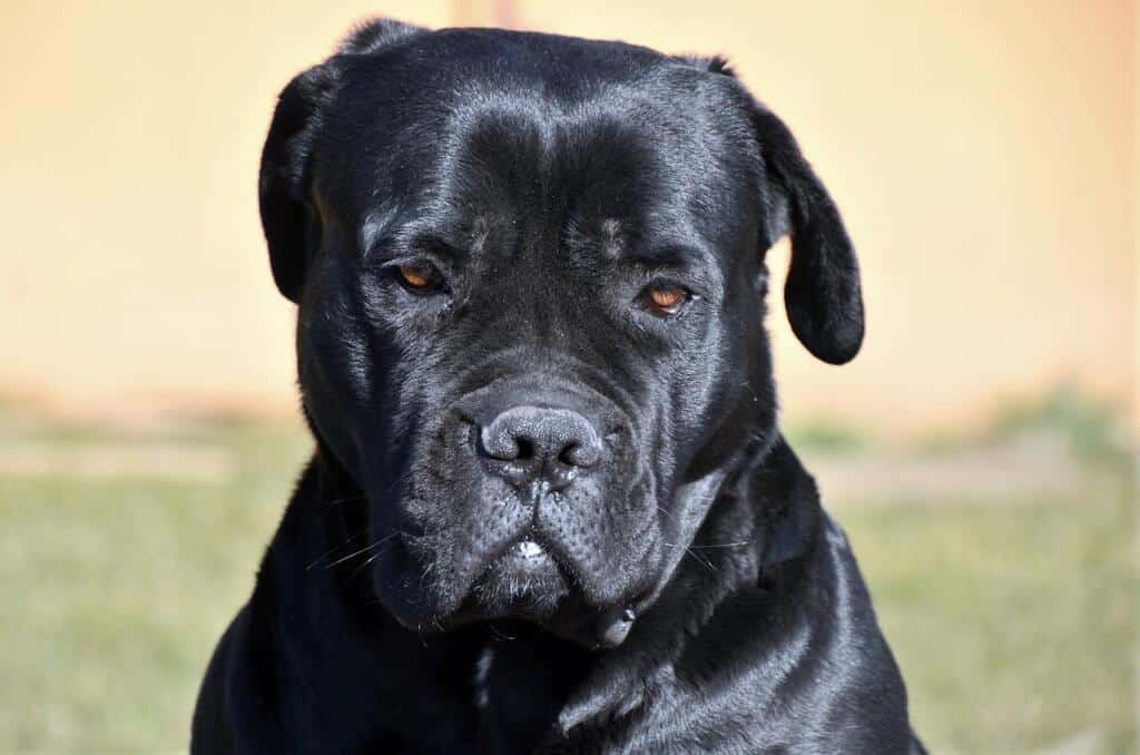 Cane Corso 4015352 1280