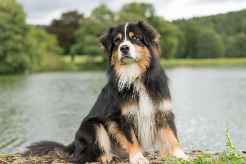 Australische herder volwassen