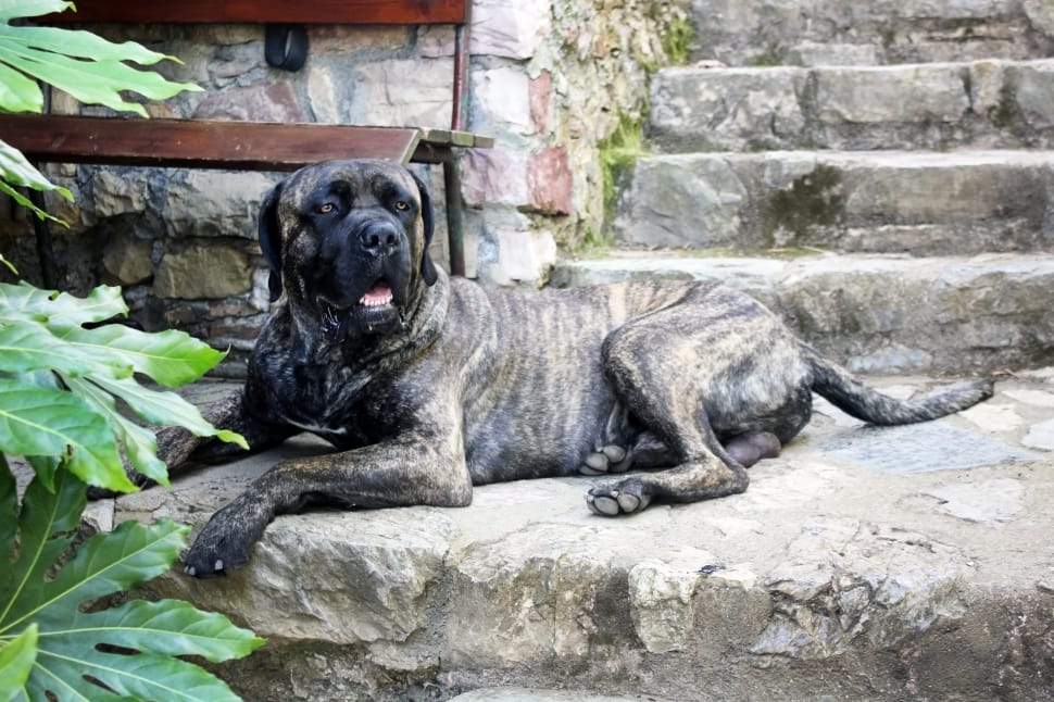 Dog Cane Corso Garden Guardian Canid Wallpaper Preview