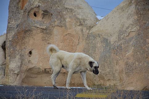 Dog Dogs Animal Kangal Thumbnail