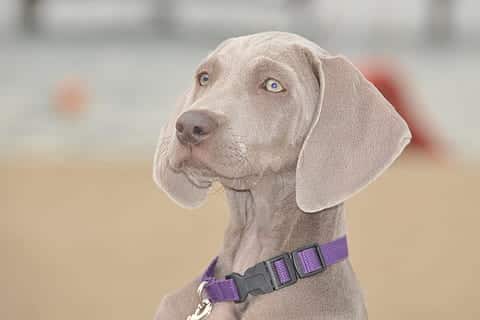 Weimaraners met hoofd gehezen