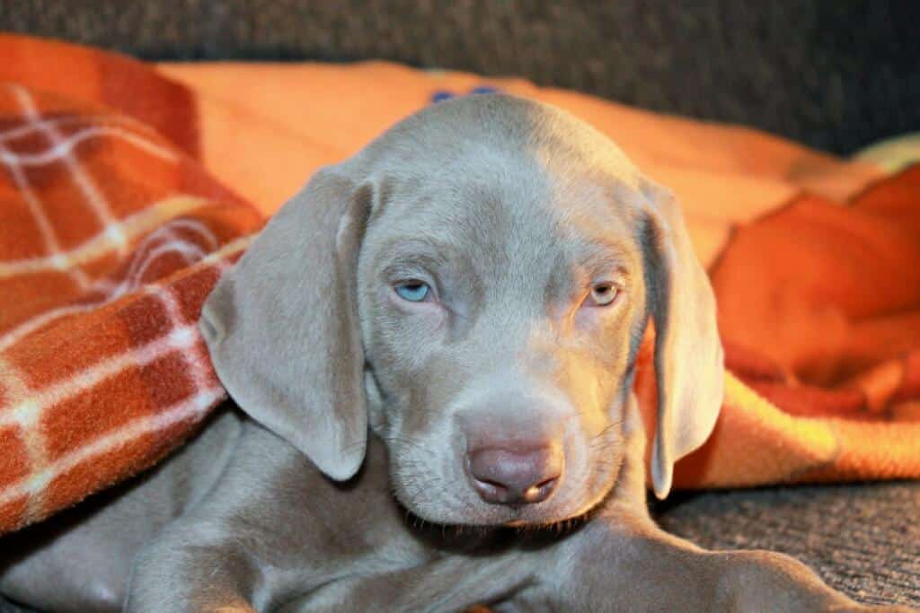 Dog Pet Weimaraner Look 1229828.jpg!d