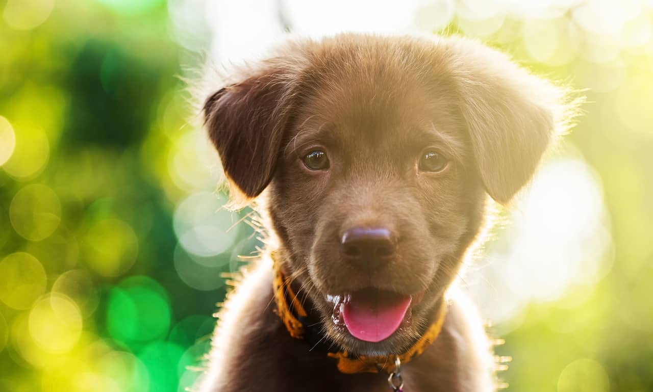 puppy training