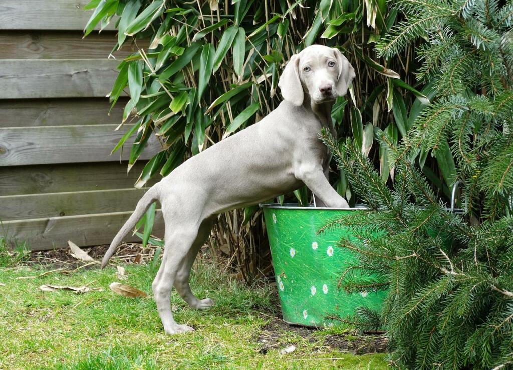 Weimaraner 1731784 1280