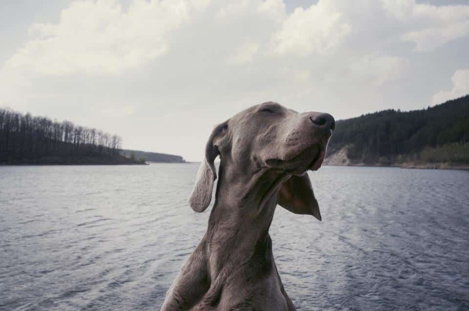 Weimaraner Breed Mnwvaknvak