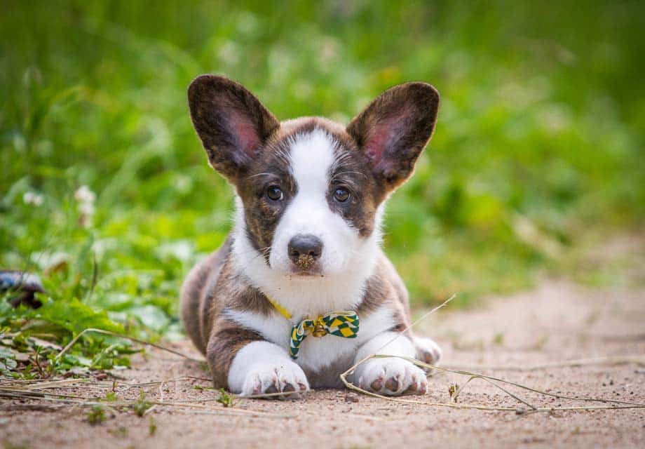 Cardigan Welsh Corgi