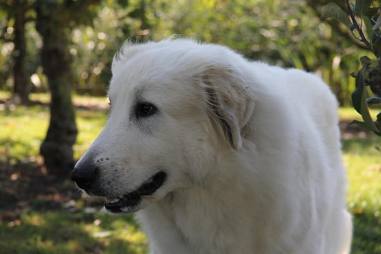 Grote Pyreneese berghond