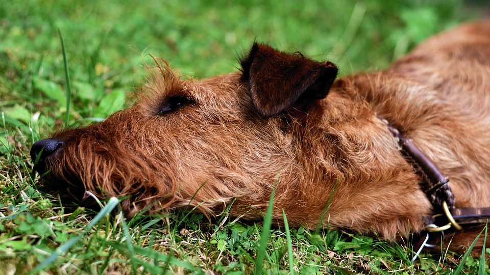 ierse terrier - alles over hondenrassen ✓