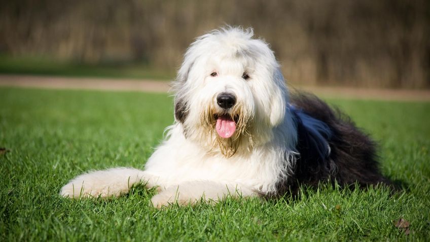 Old English Sheepdog