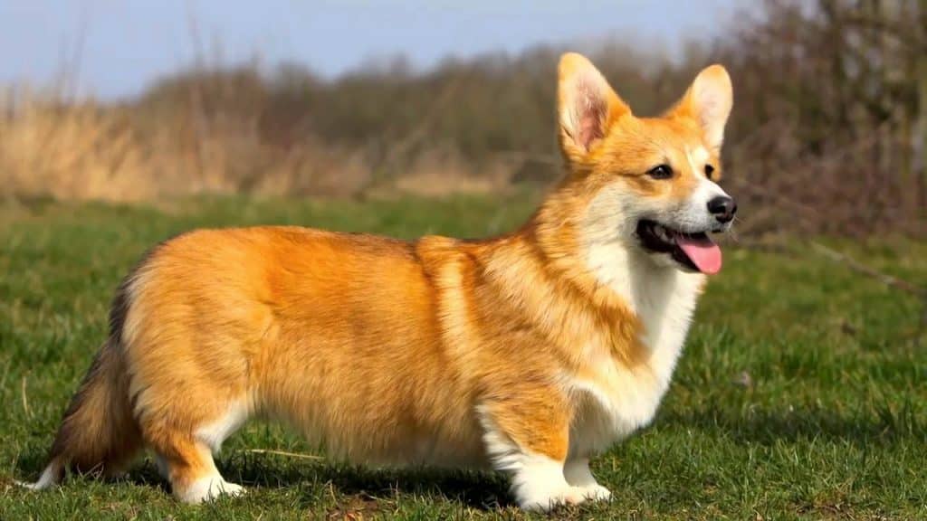 Pembroke Welsh Corgi