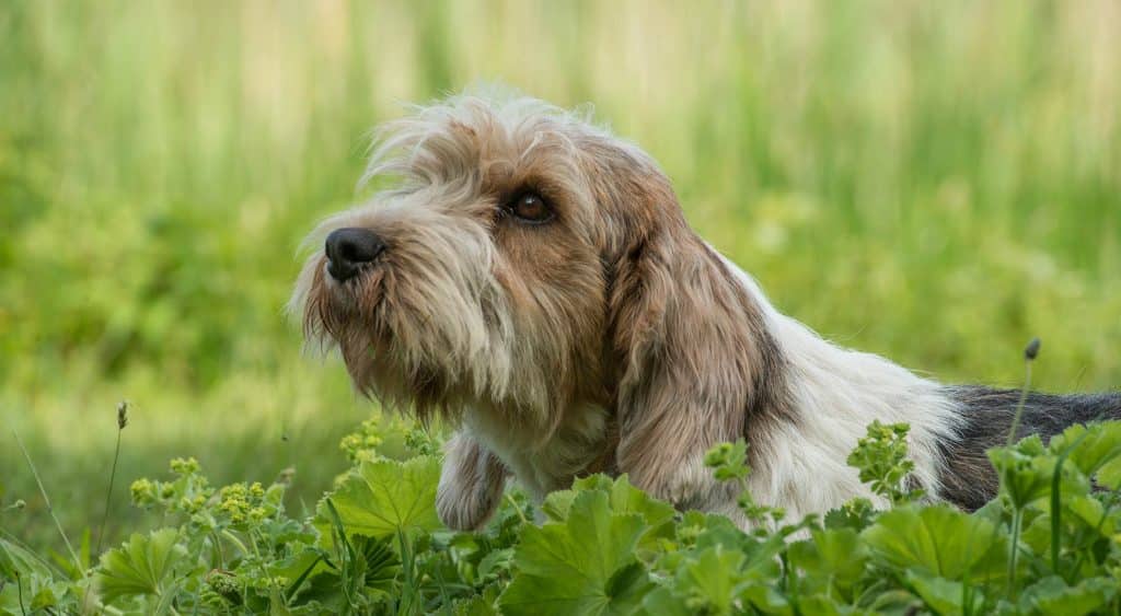 Petit Basset Griffon