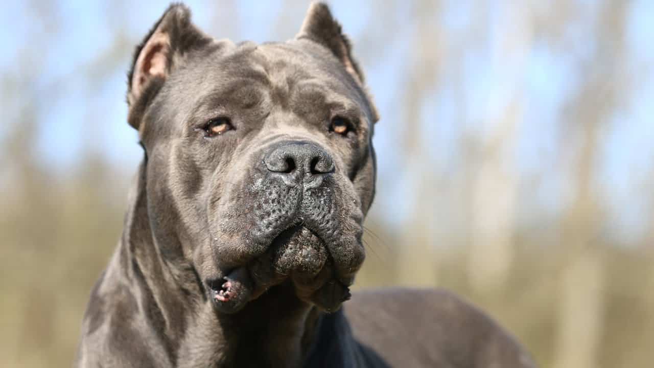 cane-corso.jpg