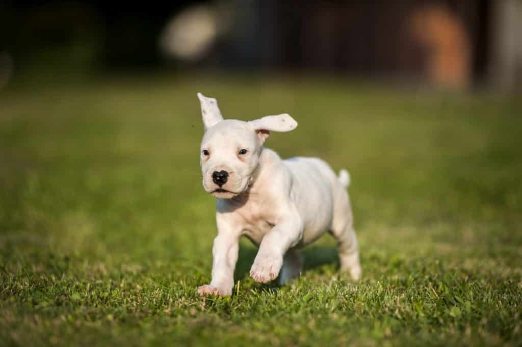 dogo argentino puppy