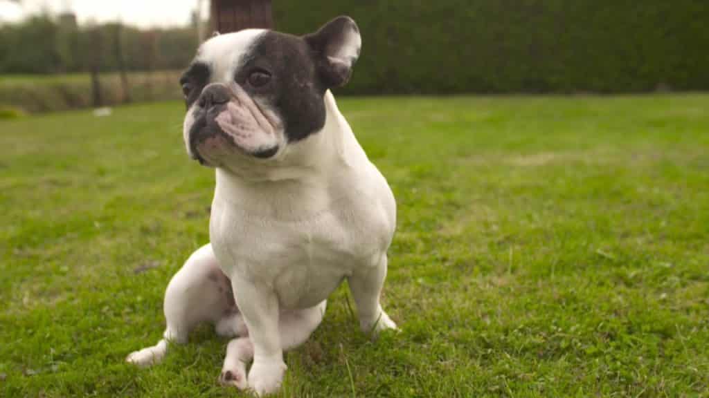 Franse bulldog