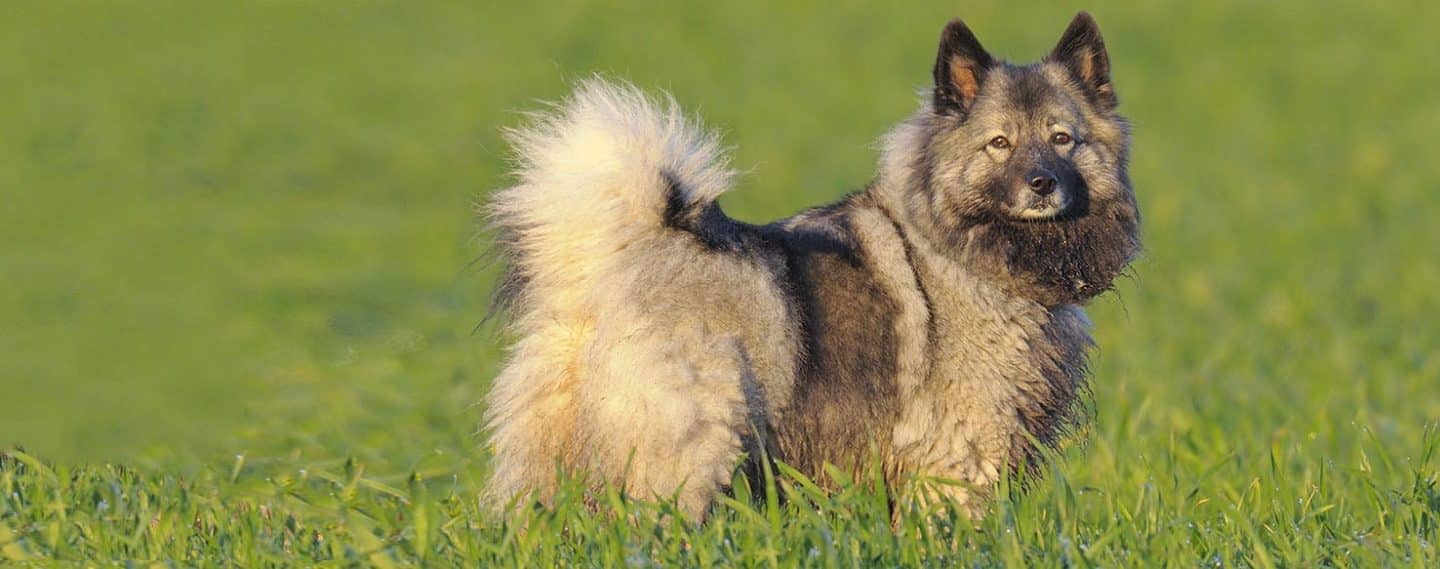 witte keeshond