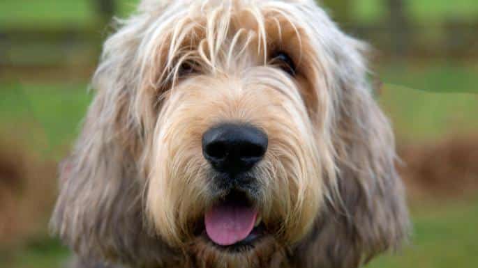 otterhound