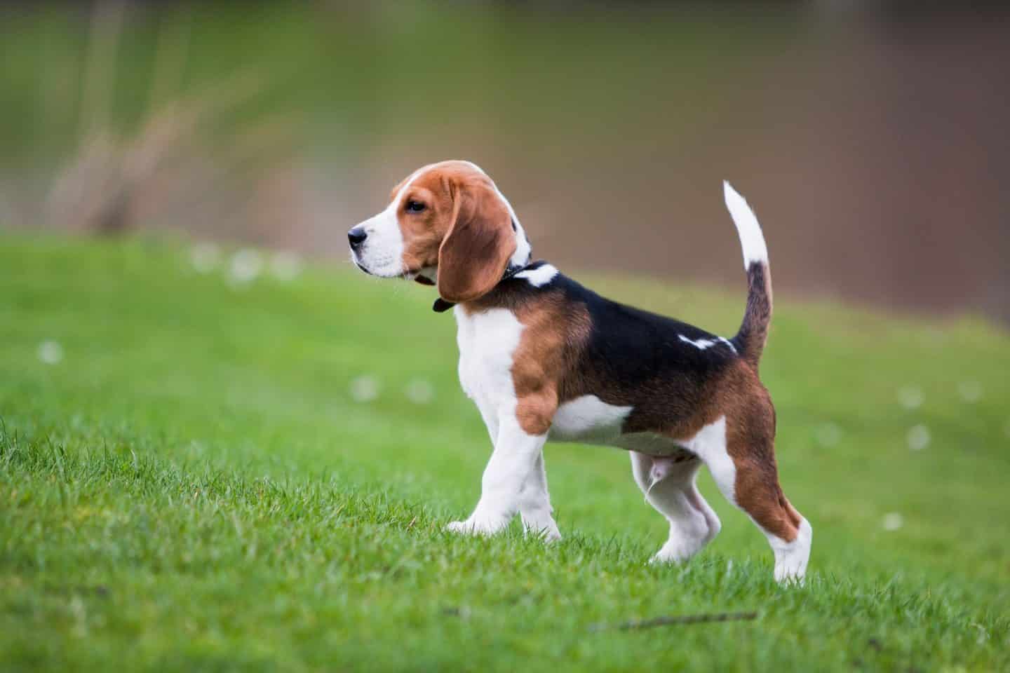 Pocket Beagle Dit Moet Je Weten