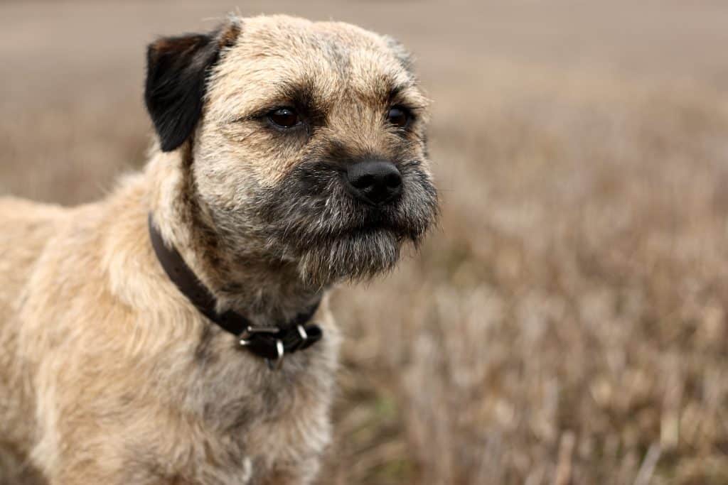 Border Terrier