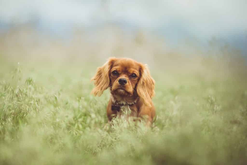 Cavalier King Charles