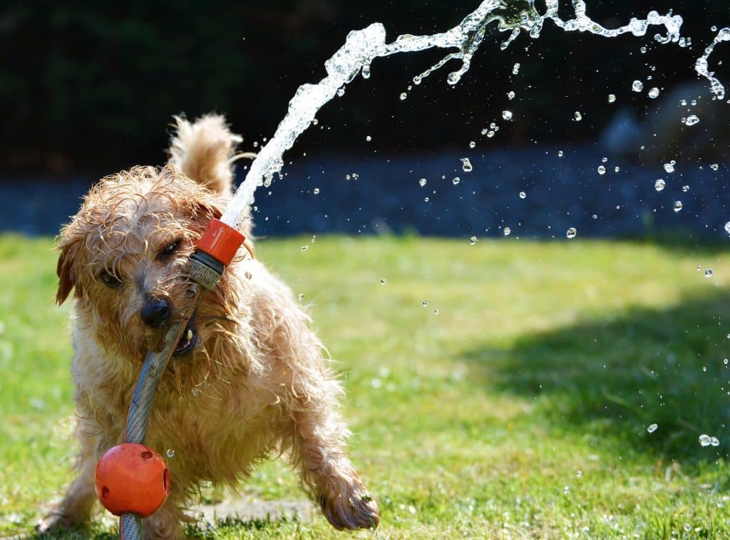 Norfolk Terrier