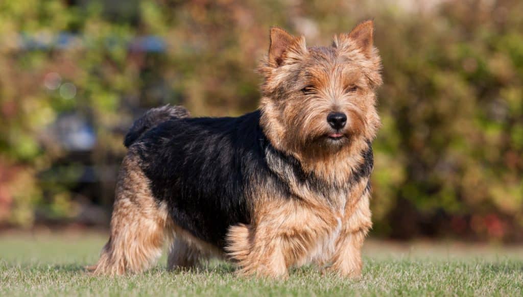 Norwich Terrier