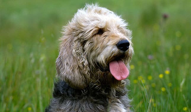 Otterhound