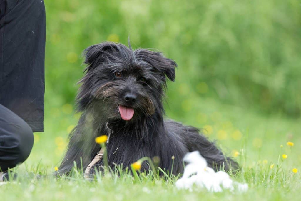 Pyreneese herder