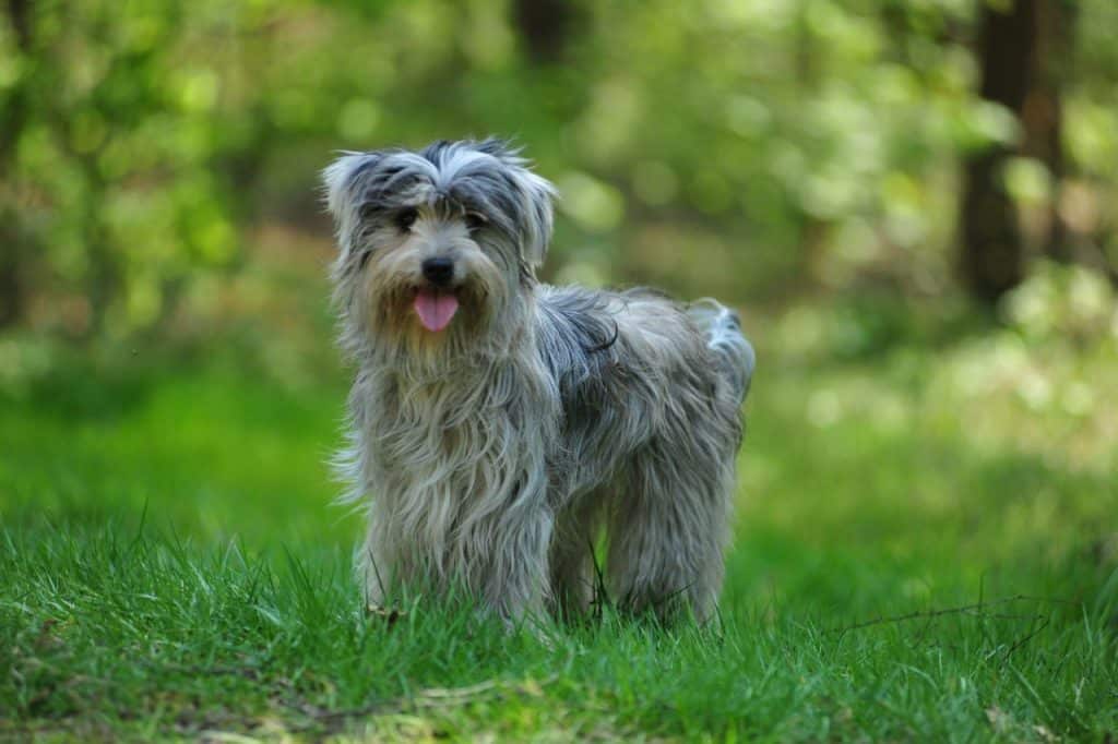 Pyreneese herdershond