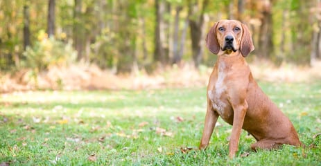 Redbone Coonhound