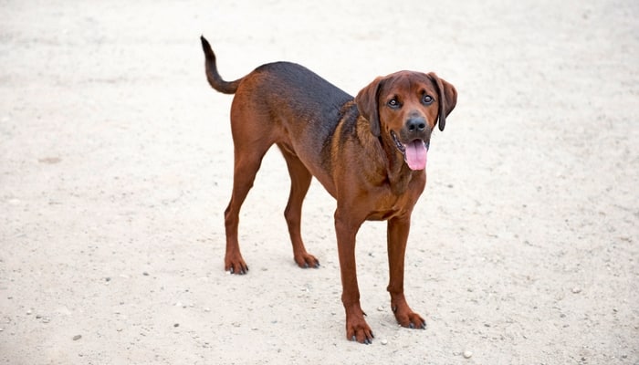 Redbone Coonhound