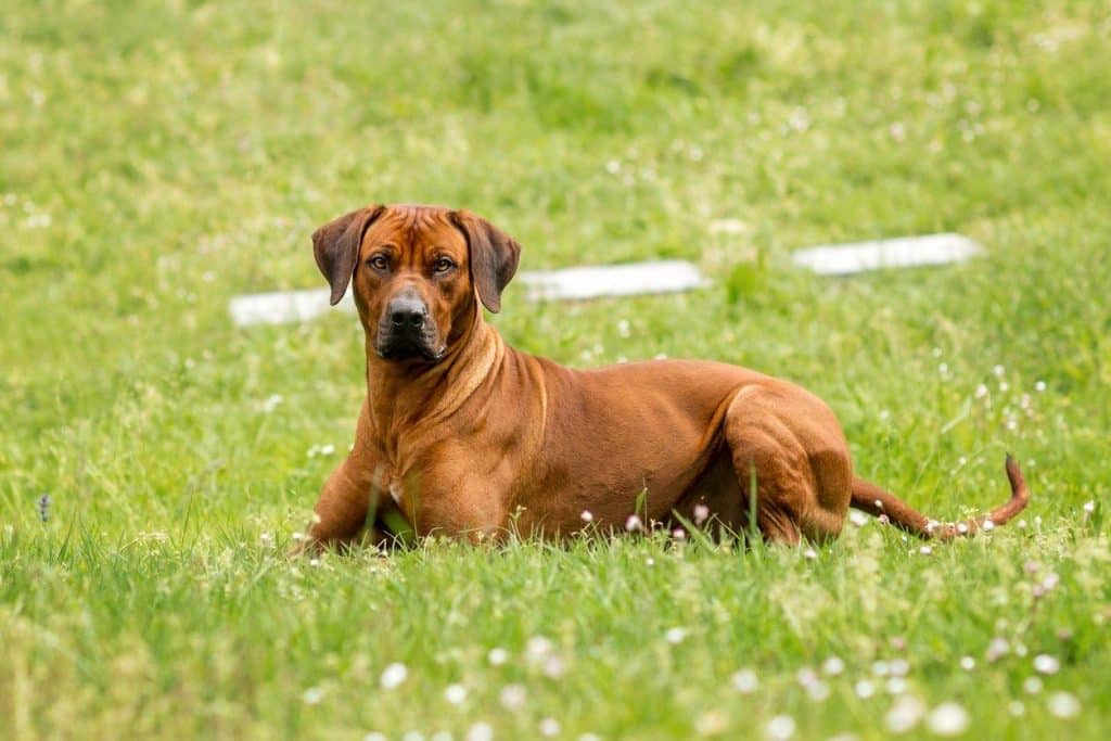 Rhodesian Ridgeback