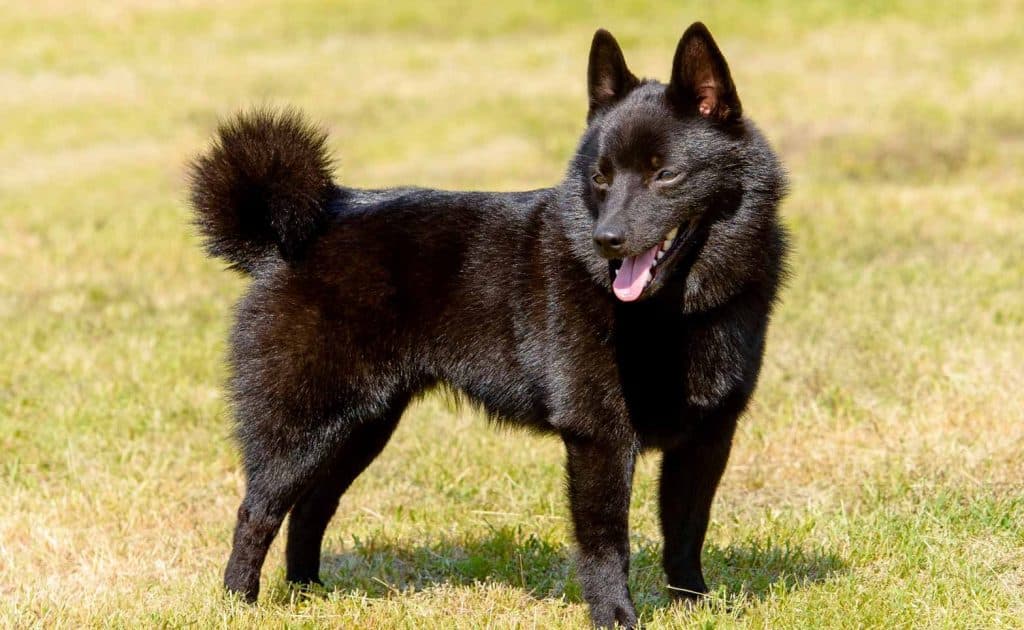 Schipperke