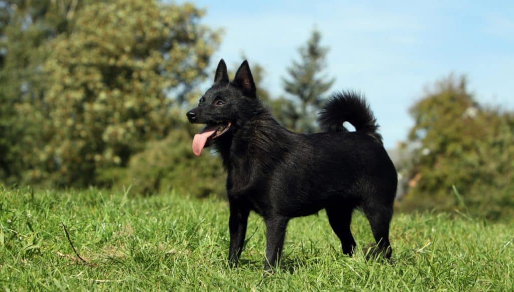 Schipperke