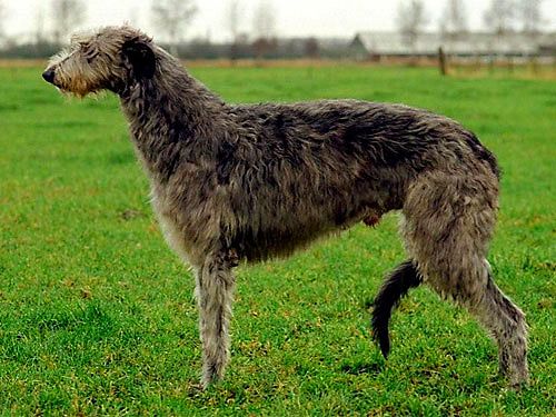 Schotse Deerhound