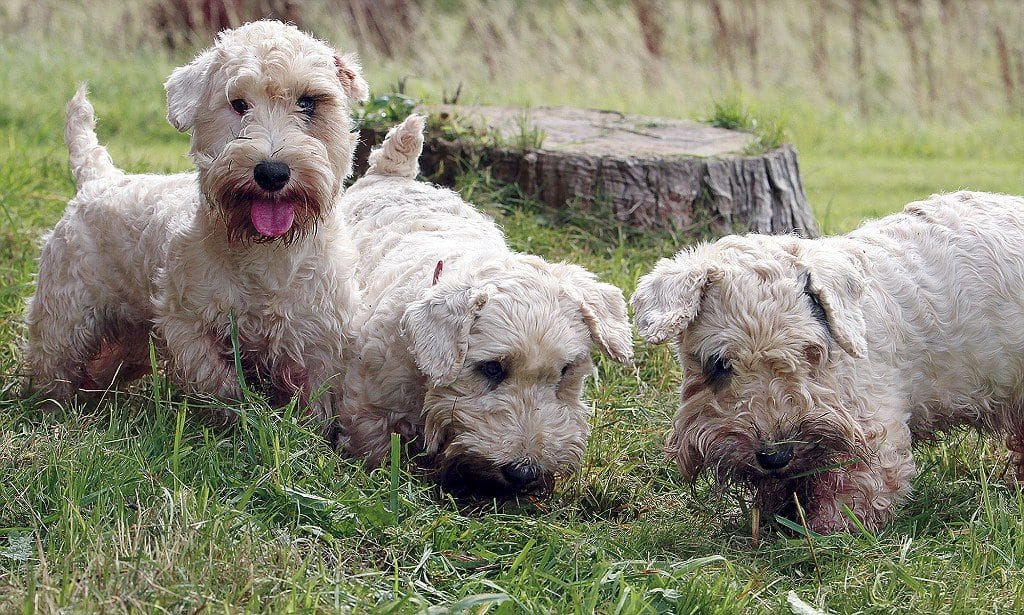 Sealyham Terrier