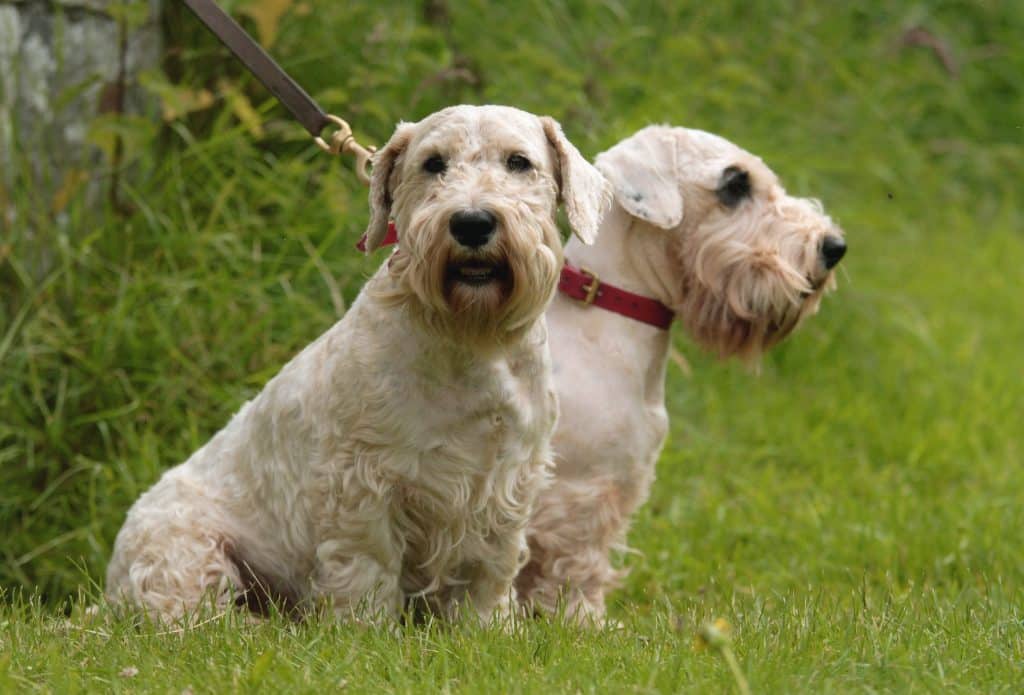 Sealyham Terrier