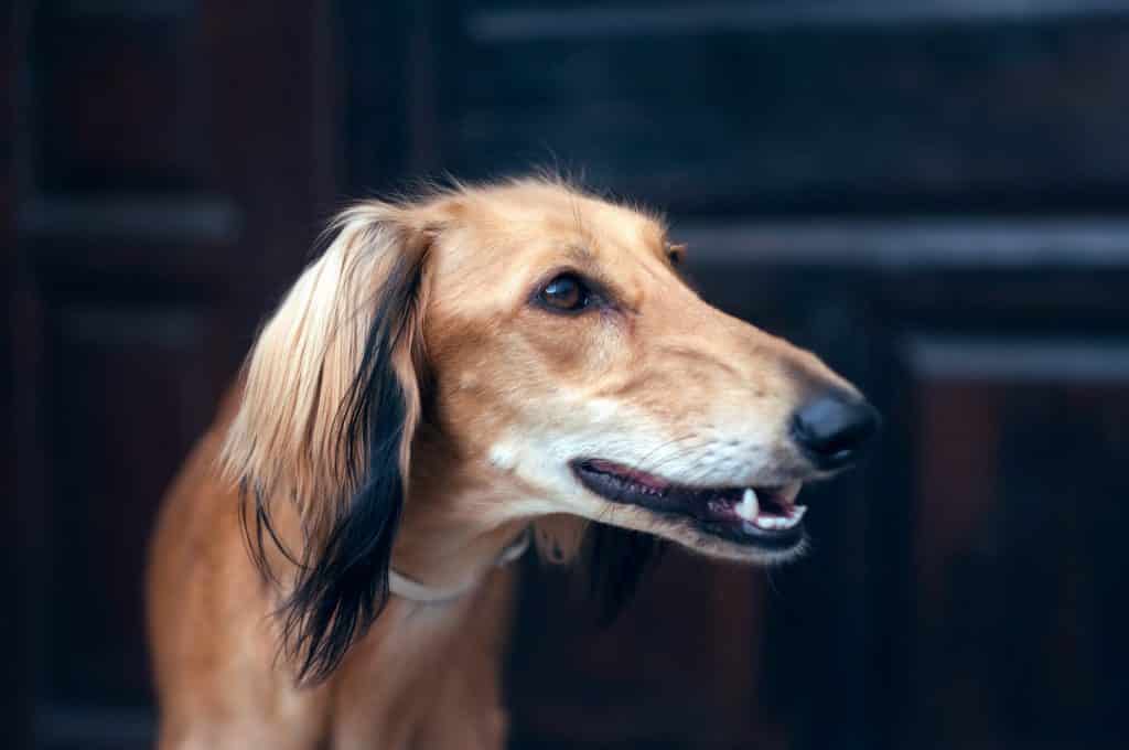 Silken Windhound