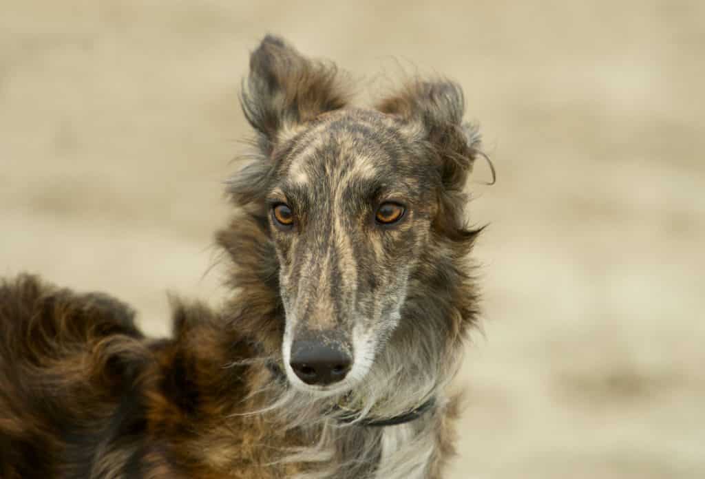 Silken Windhound