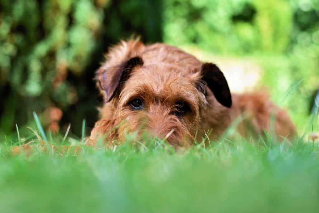 Silky Terrier