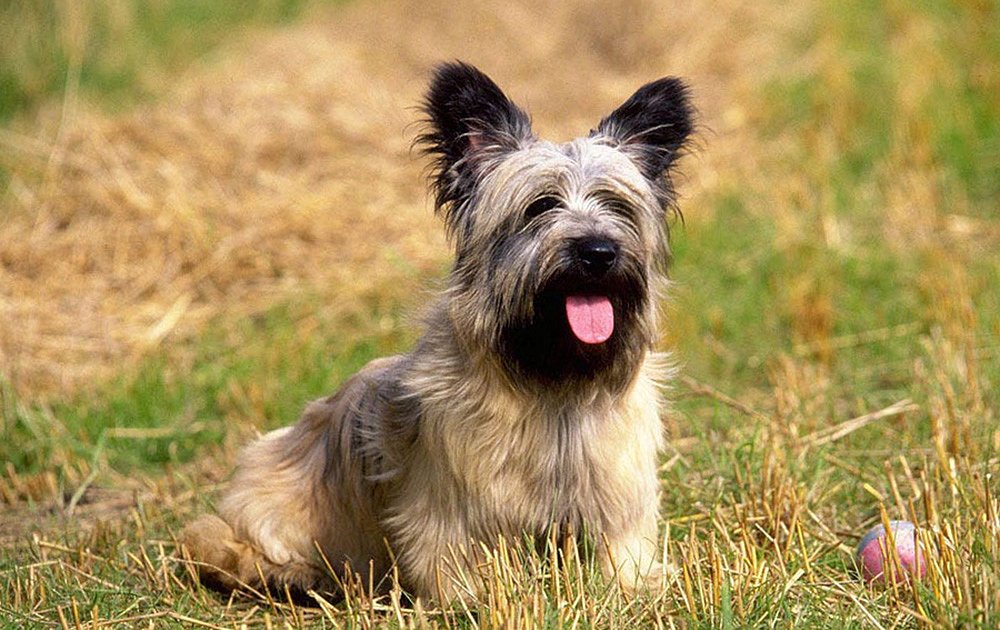 Skye Terrier