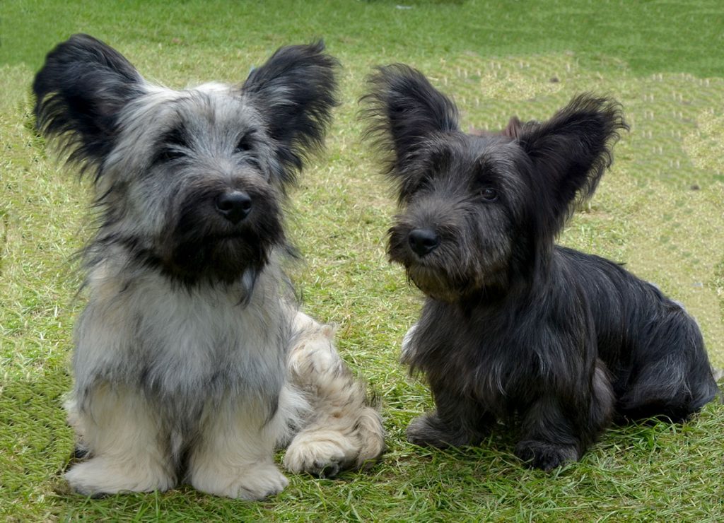 Skye Terrier